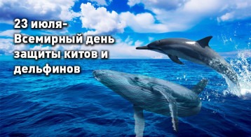 23 июля - Всемирный день защиты китов и дельфинов 23 июля - Всемирный день защиты китов и дельфинов.
